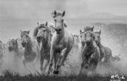 孙毅――把马摄影作为摄影生涯的终极题材 （下集）【第75期】